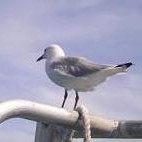 陸